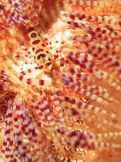 コールマンシュリンプ