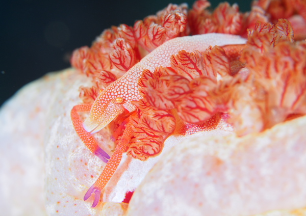 ウミウシカクレエビ