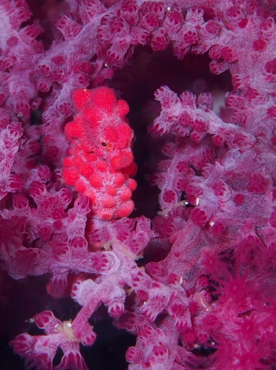 ピグミーシーホース