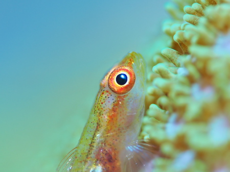 セボシウミタケハゼ