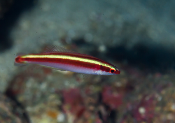 テレラブレラス