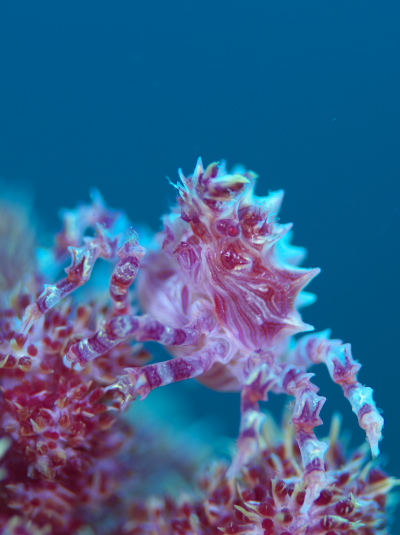 イソコンペイトウガニ