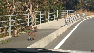 DSC_0008.jpgさる