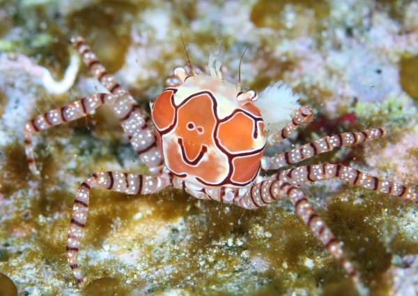 キンチャクガニ