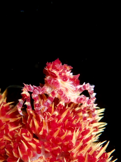 イソコンペイトウガニ