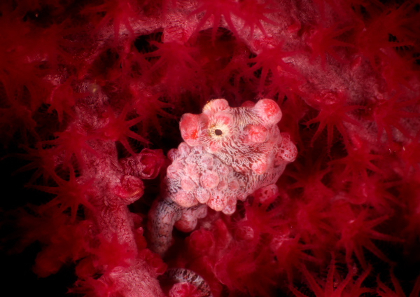 ピグミーシーホース