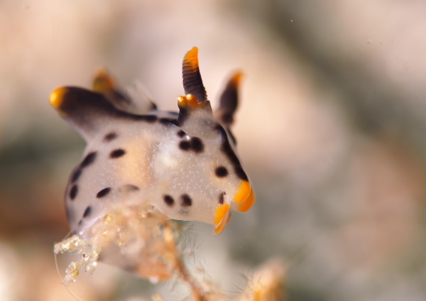 ツノザヤウミウシ