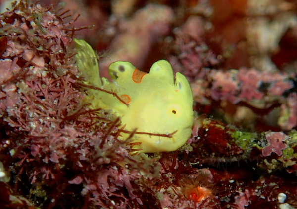 イロカエルアンコウ