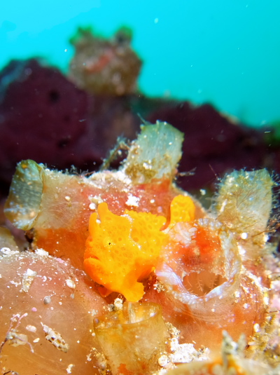 イロカエルアンコウ