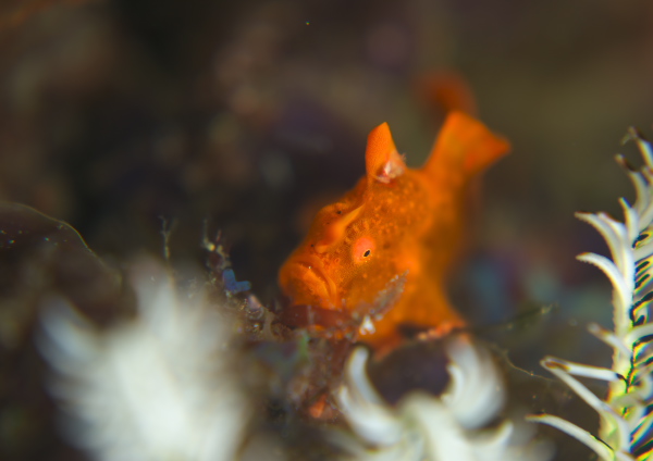 イロカエルアンコウ