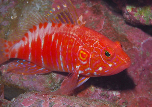 オシャレハナダイ