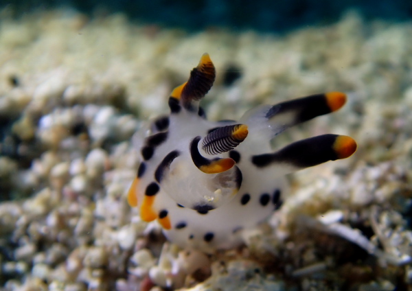 ツノザヤウミウシ