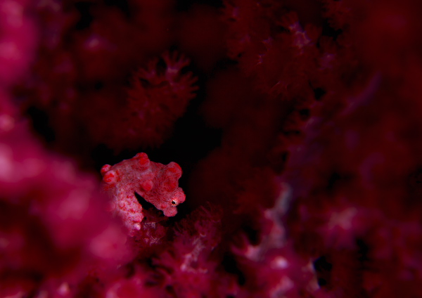 ピグミーシーホース