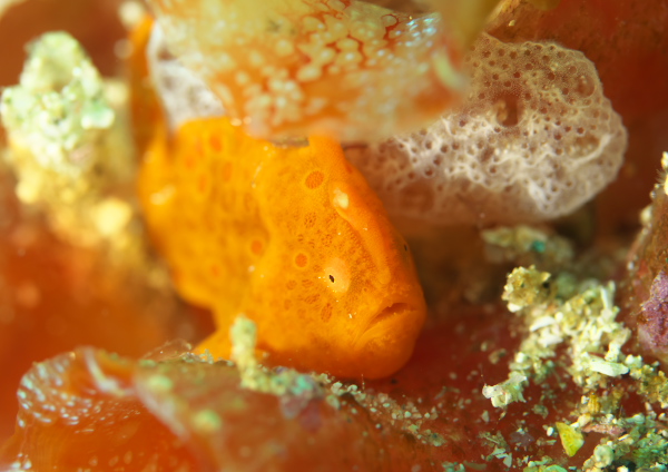 イロカエルアンコウ