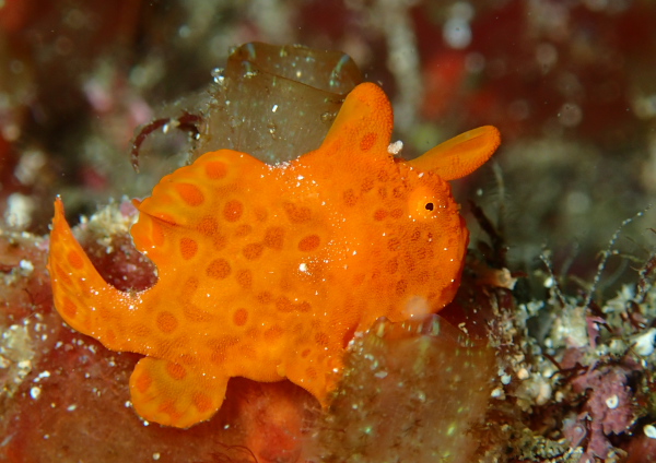 イロカエルアンコウ