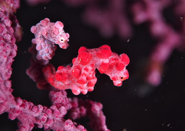 ピグミーシーホース