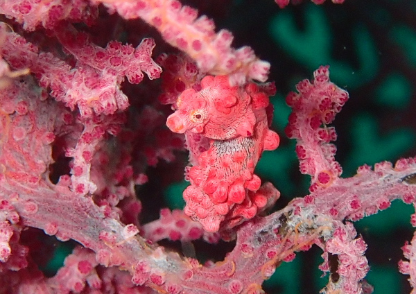 ピグミーシーホース