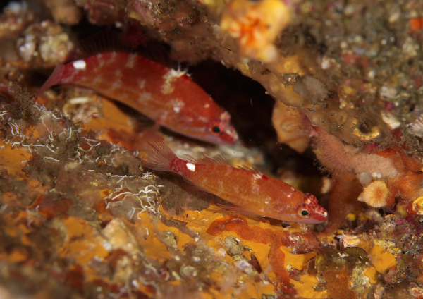 イズハナダイ属の一種