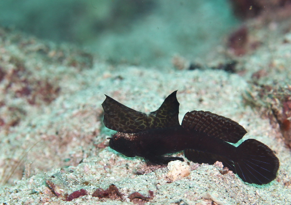 ホタテツノハゼ