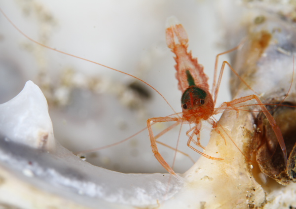 スベスベオトヒメエビ