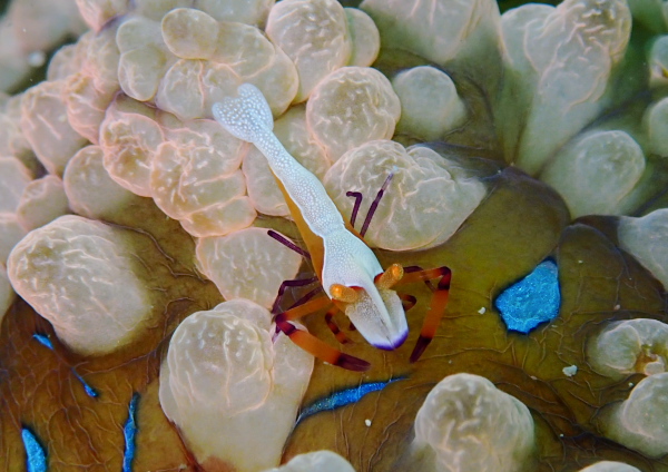 ウミウシカクレエビ