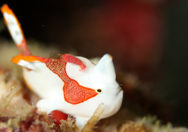 クマドリカエルアンコウ