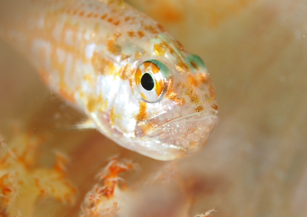 イナズマヒカリイシモチ