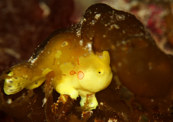 イロカエルアンコウ