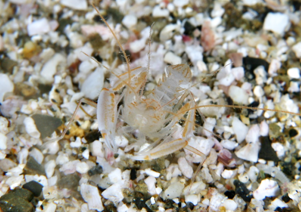 サンゴヒメエビ