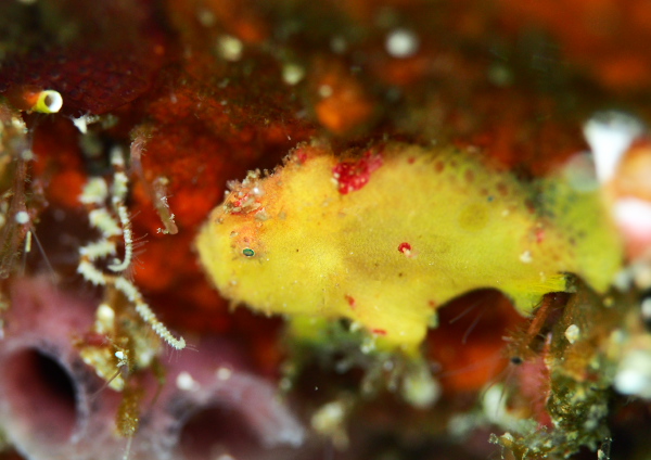 ベニカエルアンコウ