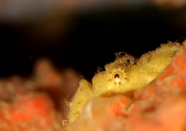 カエルアンコウ