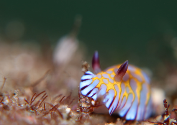 ボブサンウミウシ