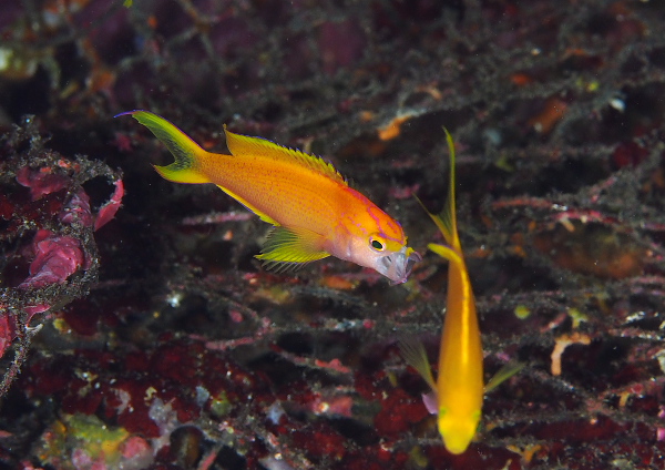 コウリンハナダイ