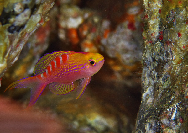 アサヒハナゴイ