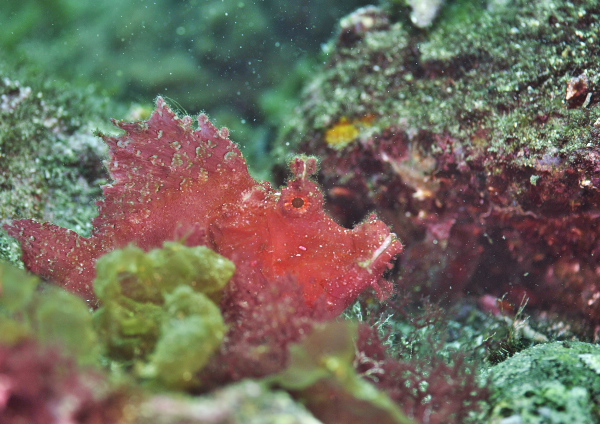 ホウセキカサゴ