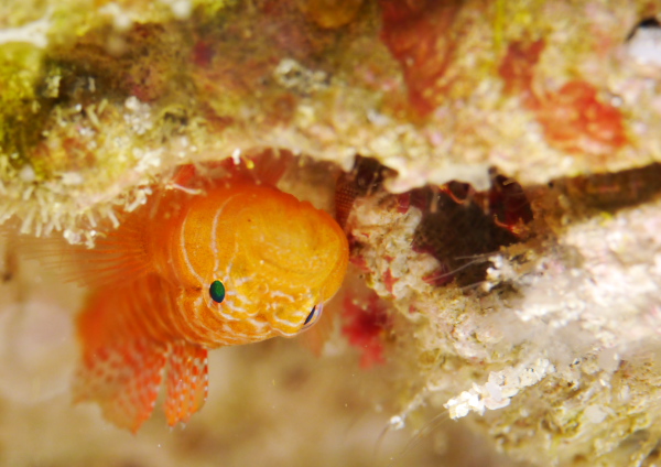 シライトベンケイハゼ