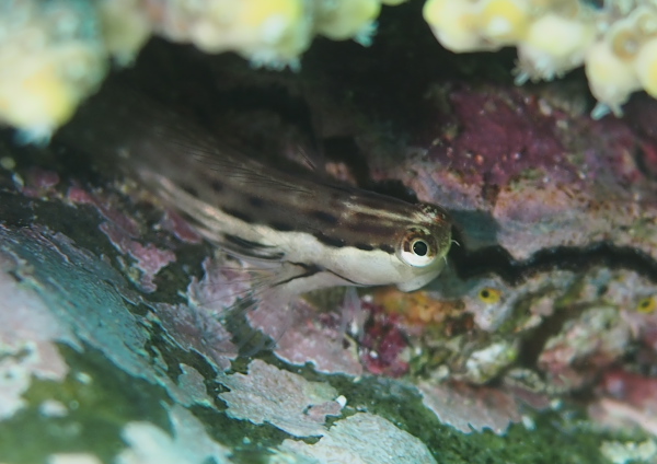 イシガキカエルウオ