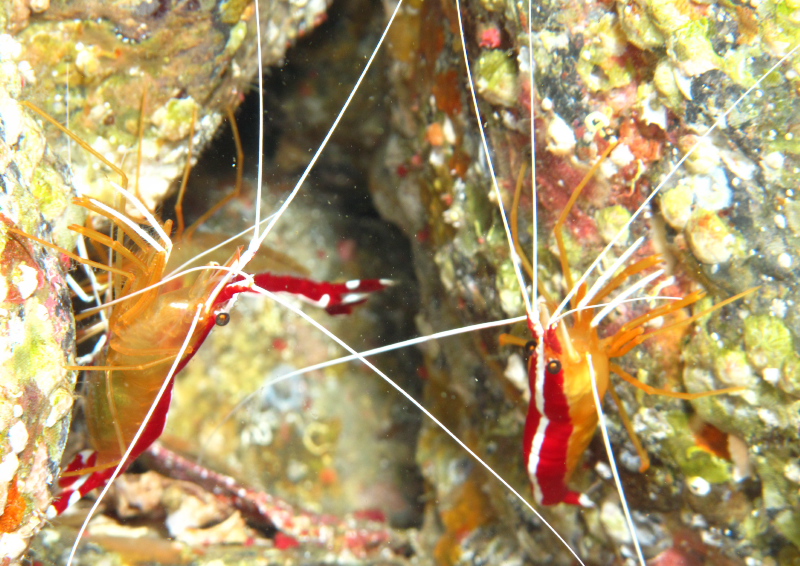 アカシマシラヒゲエビ