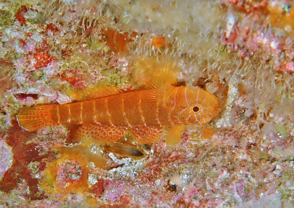 シライトベンケイ