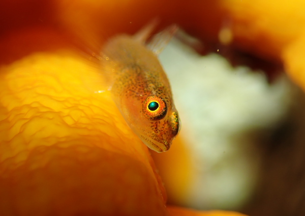 セボシウミタケハゼ