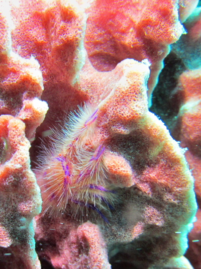 サクラコシオリエビ