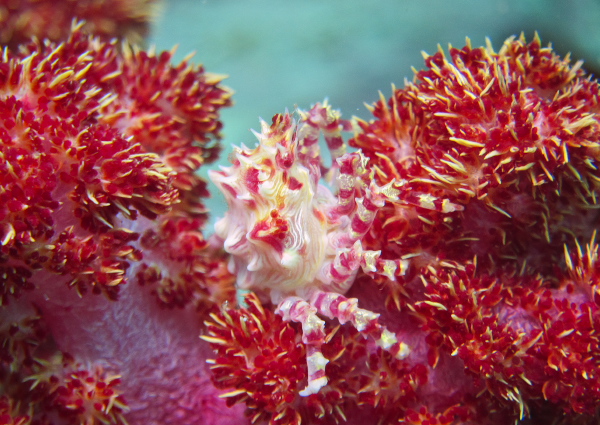 イソコンペイトウガニ