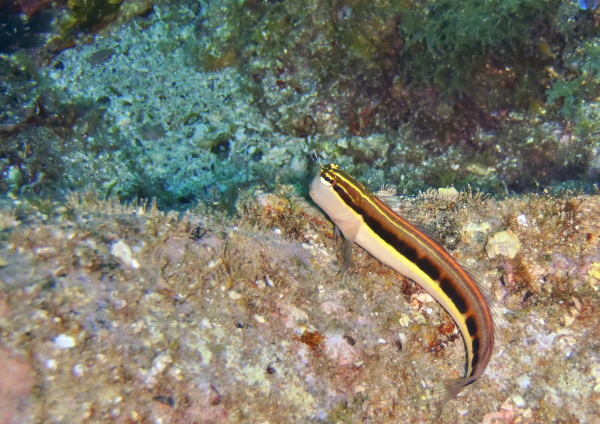 ヒトスジギンポ