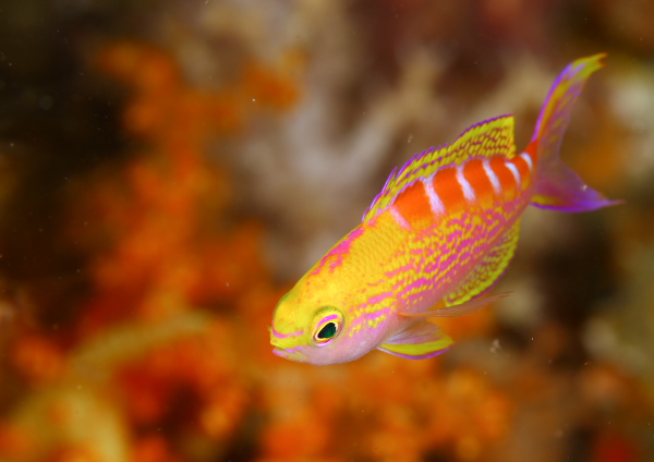 アサヒハナゴイ