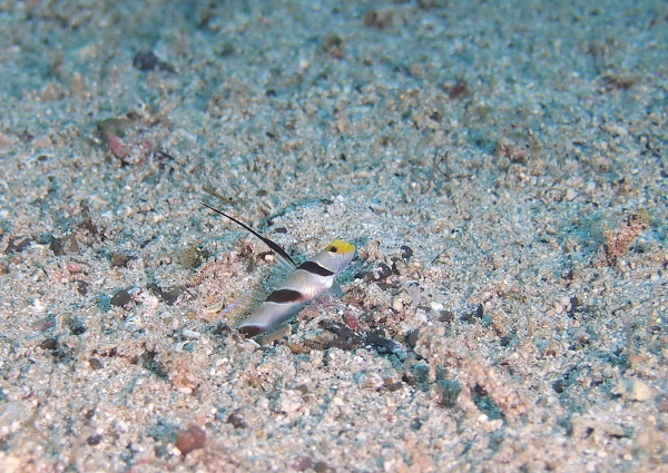 ヒレナガネジリンボウ