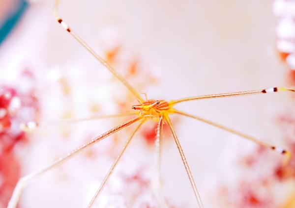 オルトマンワラエビ