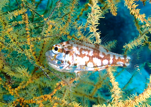 イナズマヒカリイシモチ