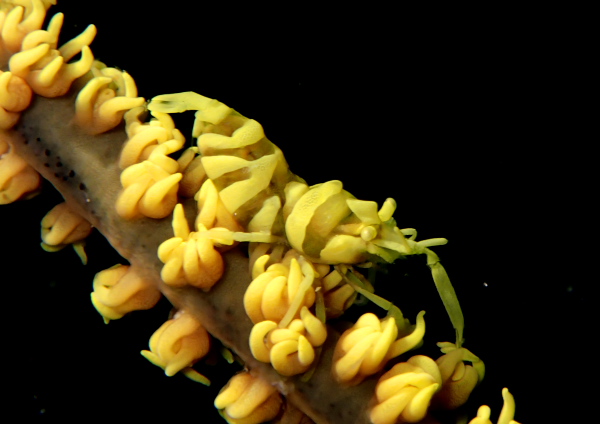 キミシグレカクレエビ