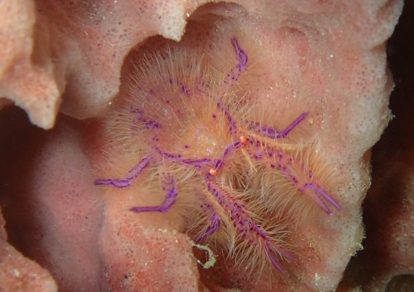 サクラコシオリエビ