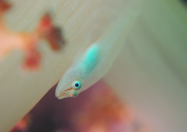 スケロクウミタケハゼ